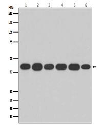 Actin Antibody