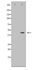 CXCR2 Antibody