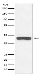 Myc-Tag Antibody(HRP conjugated)