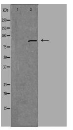 CGK 2 Antibody