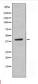 APOBEC4 Antibody