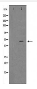 BHMT Antibody