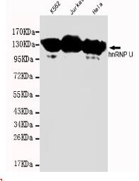 hnRNP U Mouse mAb