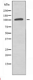 CNKR2 Antibody
