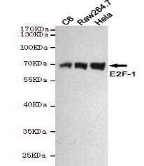 E2F-1 Mouse mAb