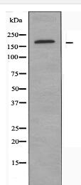 ABCC2 Antibody