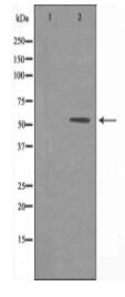 DOK3 Antibody