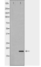 GADD45A Antibody