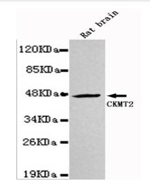CKMT2 Mouse mAb