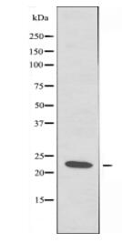 BORG3 Antibody