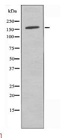AN30A Antibody