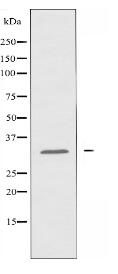 CLM-1 Antibody