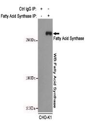 Fatty Acid Synthase Mouse mAb