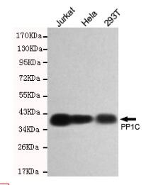 PP1C Mouse mAb