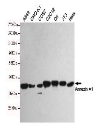 Annexin A1 Mouse mAb
