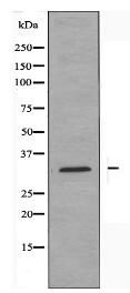 CD253 Antibody