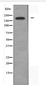 BAZ2A Antibody