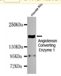 Angiotensin Converting Enzyme 1 Mouse mAb