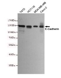 E-Cadherin Mouse mAb