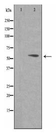 CD3EAP Antibody