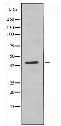 APOBEC3D/F Antibody