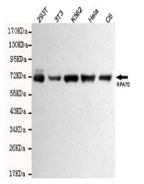 RPA70 Mouse mAb