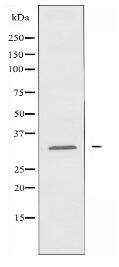 CD70 Antibody