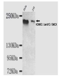 KDM5C/Jarid1C/SMCX Mouse mAb
