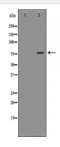 ATF6 Antibody