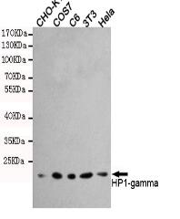 HP1-γ Mouse mAb