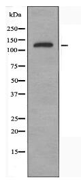 CDH2 Antibody