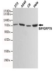BiP/GRP78 Mouse mAb