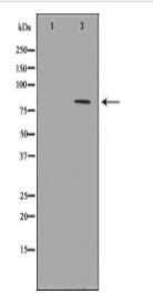 C10orf2 Antibody