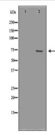 FMR1 Antibody