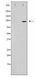 CCDC45 Antibody