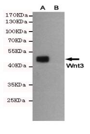 Wnt3 Mouse mAb