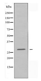 14-3-3 ζ Antibody