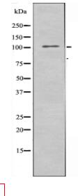 ATXN2L Antibody