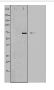 DDX51 Antibody