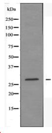 CA1 Antibody