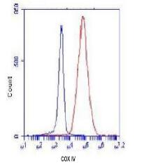 COX IV Mouse mAb