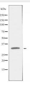 BST1 Antibody