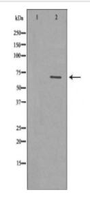 BCHE Antibody