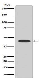 HA-tag Antibody(HRP conjugated)