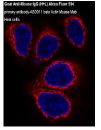 Goat Anti-Mouse IgG (H+L) Alexa Fluor 594