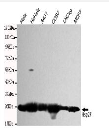 Hsp27 Mouse mAb