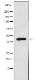 BLZF1 Antibody