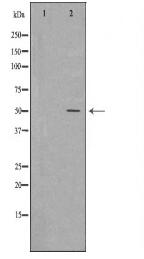CD27 Antibody
