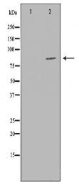 CD31 Antibody