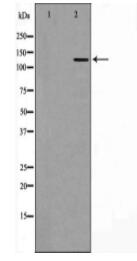GOLGA2 Antibody